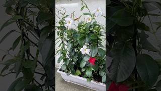 Dipladenia outdoorplants plants flowers plantcare [upl. by Notla]