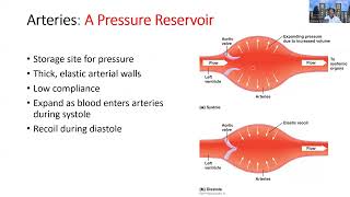 AampPII Cardio Arteries and Arterioles Part 1 [upl. by Raseac515]