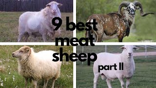 The Best Sheep Breeds for Meat part 2 [upl. by Jamel251]