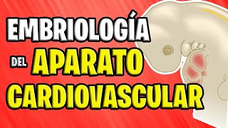 ✅ EMBRIOLOGÍA CARDIOVASCULAR 💉🧡 [upl. by Eelano]