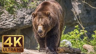 4K Ultra HD Video of Wild Animals  1 HR 4K Wildlife Scenery with Floating Music [upl. by Ahsinelg323]