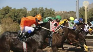 Tucsons Rillito Park  Horse Races [upl. by Nnanerak]