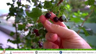 Jostabeeren 😍 ein echter Geheimtipp für den Garten [upl. by Nae257]