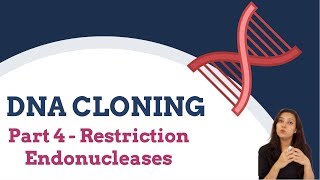 DNA Cloning Part 4  Restriction Endonucleases [upl. by Gaddi722]