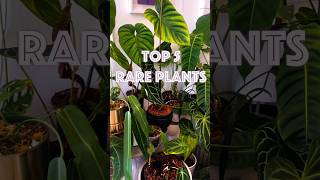 Top 5 BEST Rare Plants for Beginners [upl. by Nitnerb72]