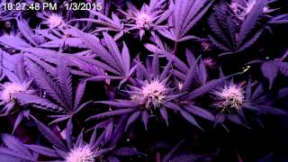 Marijuana Timelapse closeup of flower forming 60 days [upl. by Mercuri]