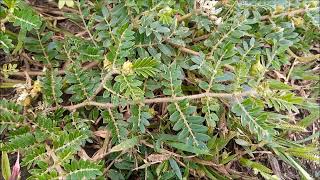 Tribulus terrestris Benefits Economic Importance Cultivation Ethnobotany Natural Steroids Plant [upl. by Eintirb]