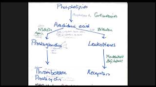 Pain Pathway and The Mechanism of NSAIDS [upl. by Salim382]