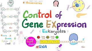 Control of Gene Expression  Transcription Factors Enhancers Promotor Acetylation vs Methylation [upl. by Esor]