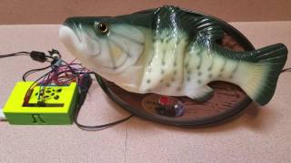 Billy Bass with Alexa a Raspberry Pi and Adafruit Motor HAT [upl. by Erodoeht]