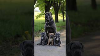 Pawsome Tricks Dogs Doing the Unexpected americanbully dogtrainingfundamentals [upl. by Anairuy]