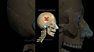 Spine amp Mandible Movements spine mandible anatomy [upl. by Pass371]