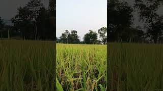 Keri Keri suna duba lo sajani🛕🛕🛕odia Bhajan [upl. by Nekal]