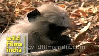 Hanuman langur in its natural habitat in central India [upl. by Hanny]