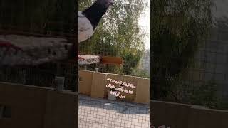 بہت وفا کی اس کبوتر نے foryou pigeon kabootar [upl. by Nikolos]