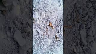 Ant vs Wasp savenature ytshort shortfeed ytshorts [upl. by Fulviah106]