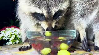 Baby Raccoons is Washing and Eating Fruit [upl. by Adnolehs]