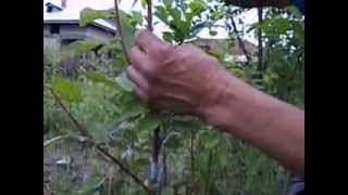 Altoire in verde la pomi  Grafting trees in green [upl. by Yenruoj847]