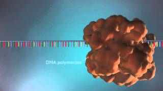 DNA replication  3D [upl. by Retsae940]