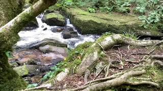 Golitha Falls  Cornwall  Last King of Cornwall [upl. by Ansaev41]