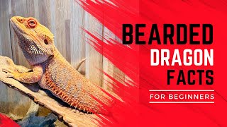 Thinking about owning a bearded dragon Watch this [upl. by Eixam]