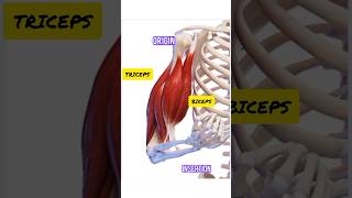 shorts Animation for Muscle Contraction And Antagonistic muscles [upl. by Notfilc391]