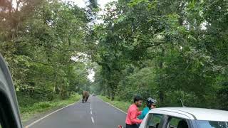 Elephant at Gorumara Jungle [upl. by Nivag]