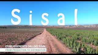 Sisal fibre  Documentary [upl. by Catlin594]