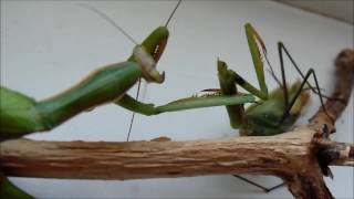 How the female praying mantis eats the male mantis [upl. by Ferrigno]