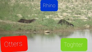 Otters playing with Rhino [upl. by Barth]