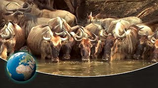 The greatest animal migration on earth  Full Documentary [upl. by Yrahca55]