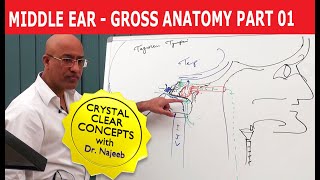 Middle Ear  Gross Anatomy  Part 19 [upl. by Akerboom]