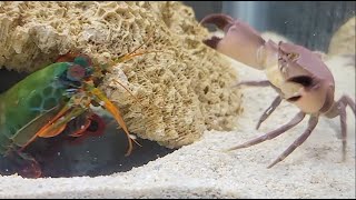 Peacock Mantis Shrimp VS Crab [upl. by Namrak]