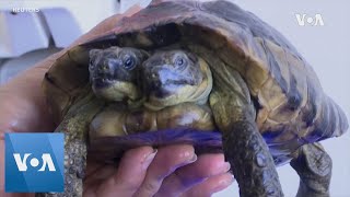 TwoHeaded Tortoise Turns 25 Sets World Record [upl. by Dreyer724]