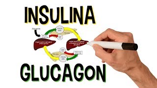 ✅ INSULINA E GLUCAGON  SISTEMA ENDÓCRINO [upl. by Finny167]