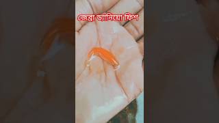 জেব্রা ড্যানিয়ো মাছ ব্রিডিং এর জন্য রেডি Zabra danio female rady to breeding fish viralvideo [upl. by Keyte]