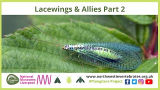 Lacewings amp Allies Part 2 [upl. by Virgy]