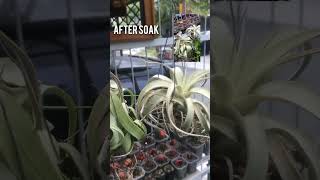 Tillandsia Streptophylla and Xerographica before amp after soak are there any different tillandsia [upl. by Negrom]