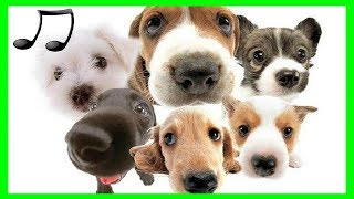 🐶MÚSICA PARA PERROS TERAPIA DE RELAJACION Nuevo 2018 ♫ para poder Dormir Perros ★ [upl. by Aitnauq]