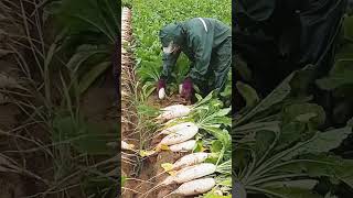 The radish harvest season this is the busy life in the countryside viralvideo youtubeshorts [upl. by Areivax]