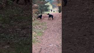 PERFEKTE KÖRPERSPRACHE VON HUNDEN‼️ [upl. by Jasmin]