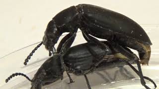 Shameless Darkling Beetles Zophobas morio Tenebrionidae Are Meeting and Mating [upl. by Yelroc]