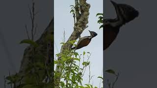 Common Flameback Woodpecker  female [upl. by Louella]