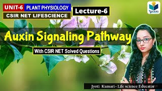 AUXIN SIGNALING PATHWAY  PHYTOHORMONEPART6 CSIR NETPLANT BIOLOGY [upl. by Pizor]