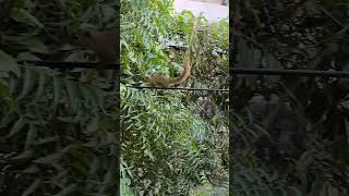 chipmunk squirrel viralshort viralshorts viralvideo animals puremusic [upl. by Wally268]