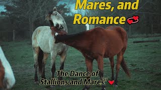 Stallion amp MaresStallions Mares and Romance The Dance of Stallions and Maresmentor world [upl. by Marshall]