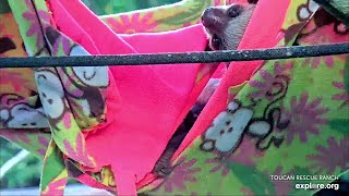 Baby sloth Roo joins Ken amp Phoenix in the hammock  020524  SlothTV via exploreorg [upl. by Aivull332]