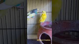 Baazigar Pakhi🐦🐣🤩💯✅short Fantasticparrat kitchen Garden [upl. by Sonafets671]