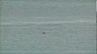 Rissos dolphins from Rosslare harbour [upl. by Iglesias420]