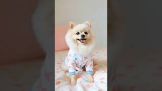 🧸DOG PAJAMAS TIME dogsofyoutube pajamas petydress [upl. by Gorey]